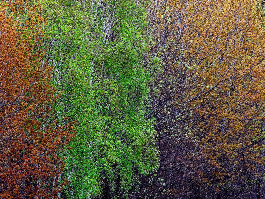 Bäume im Herbst